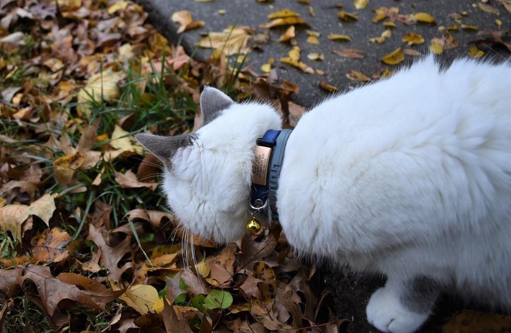 Testing the DOG iD2 collar tag