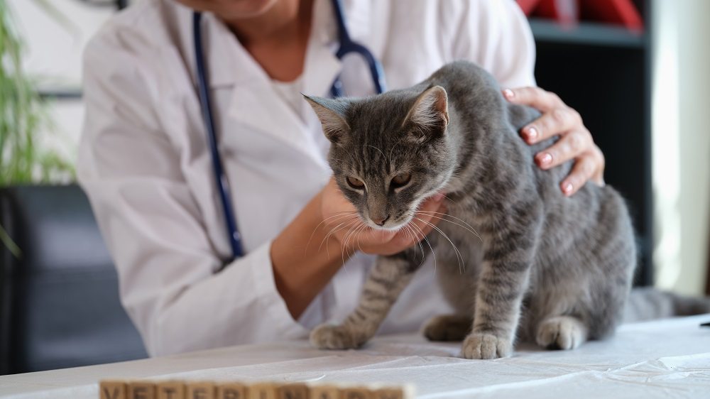 https://staging.cats.com/wp-content/uploads/2023/12/Female-veterinarian-holds-sick-cat-close-up.jpg