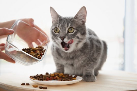 How to Keep Cat Food Fresh for Longer