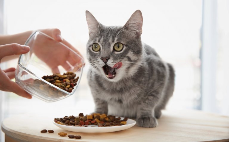 How to Keep Cat Food Fresh for Longer