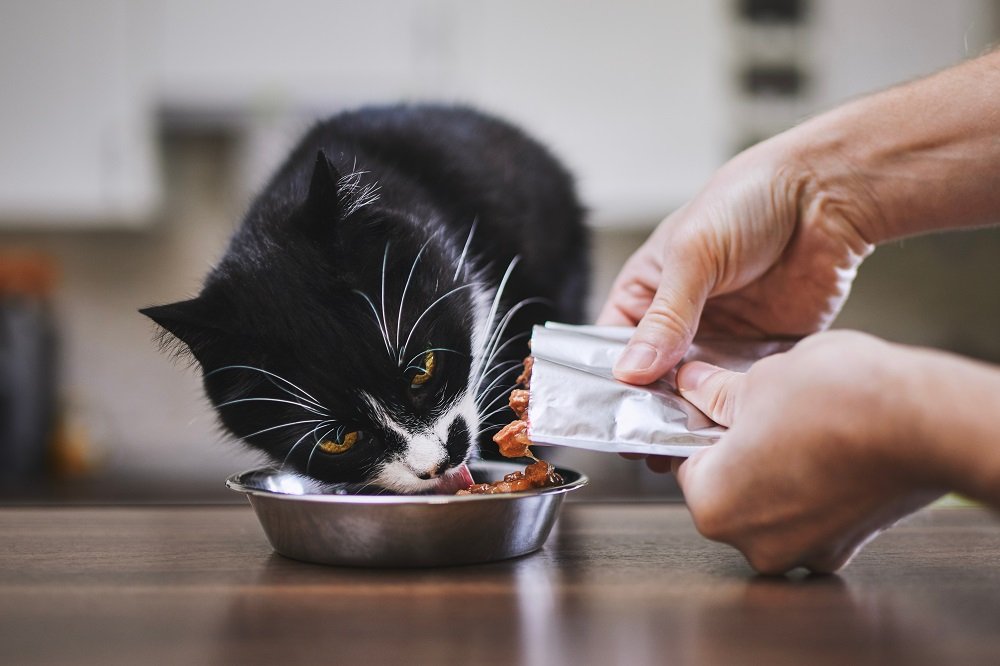 Owner feeding cat food from a pouch.