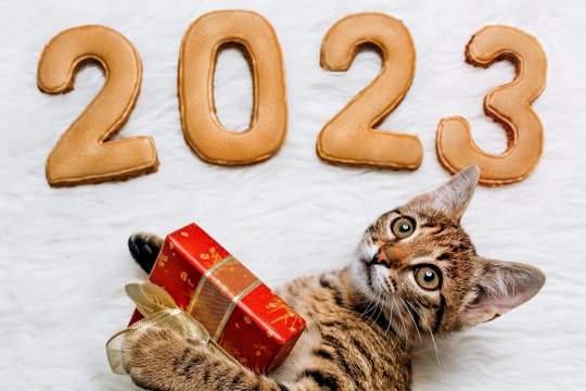 10 Best Cat Products We Loved in 2024