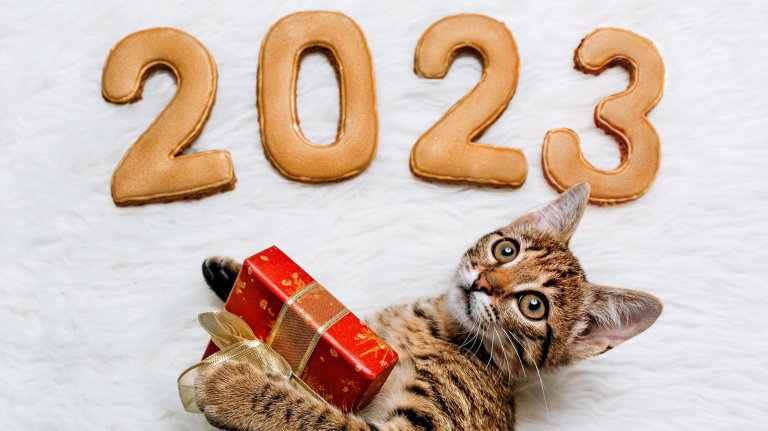 10 Best Cat Products We Loved in 2024