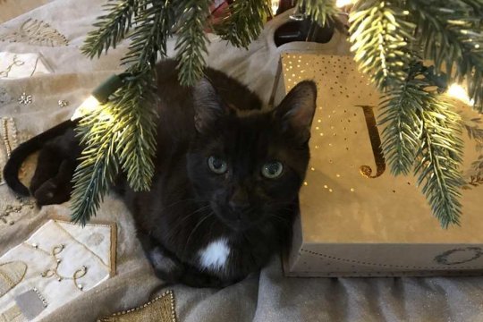 Which Holiday Plants Are Toxic for Cats?