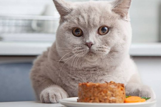 Why Your Cat Won't Eat Wet Cat Food