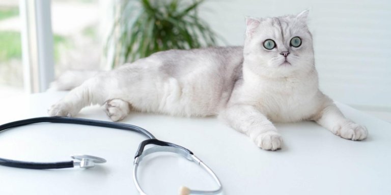 The Annual Cat Wellness Exam: What Happens, What to Expect, and What it Costs