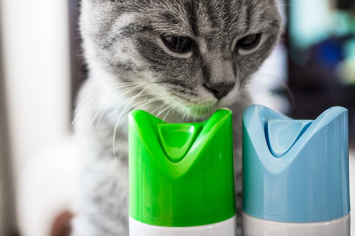 A cat is sniffing cylinder of air freshener. Two cylinders with blue and green caps. Close up.