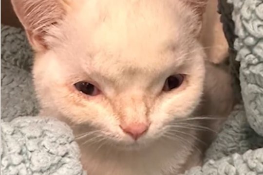 The Joy of Special Needs Adoption: Meet Einy, the Hydrocephalic Cat