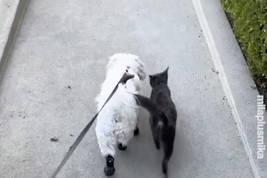 An Unlikely Friendship: Stray Kitten Wins Over Dog and Owner in Heartwarming Tale
