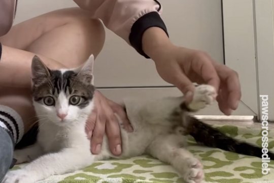 Milo's Journey: From Scared and Paralyzed to On The Move!