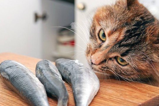 Can Cats Eat Raw Fish?