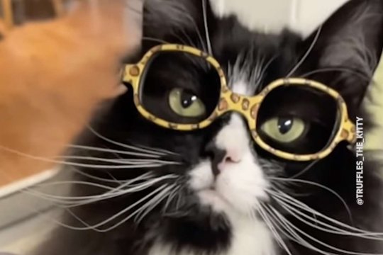 From Stray to Bespectacled: Truffles Transforms A Pediatric Optical Practice