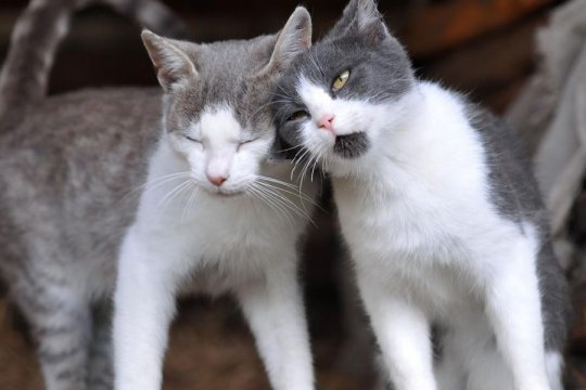 Male vs. Female Cats: Differences of Appearances and Personalities