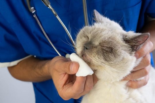 Nasal Discharge in Cats: Causes, Symptoms, and Treatment