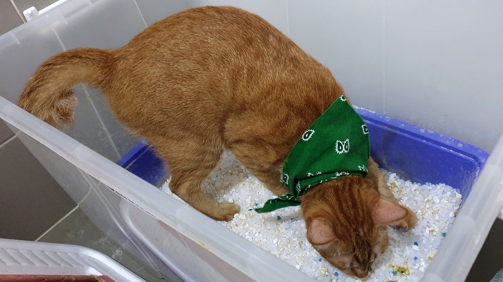 cat using a litter box inside a plastic storage bin