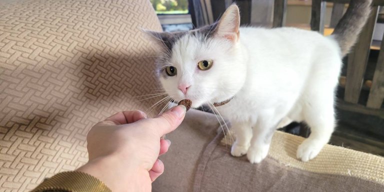 How Many Treats Per Day Can You Give a Cat?
