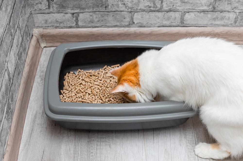 curious cat looking at pellet-style litter