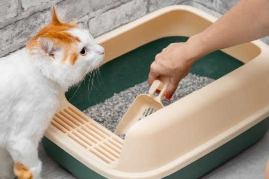 10 Simple Ways To Keep the Litter Box Area Clean