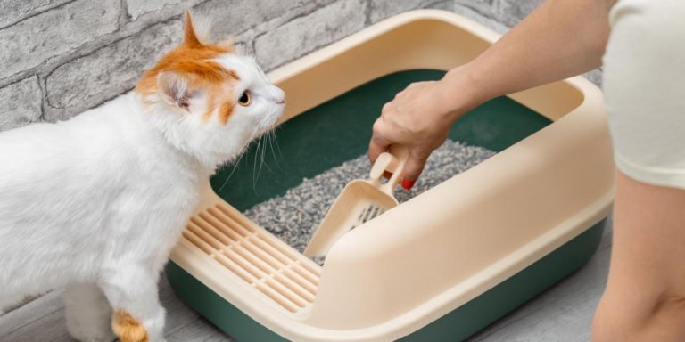 10 Simple Ways To Keep the Litter Box Area Clean