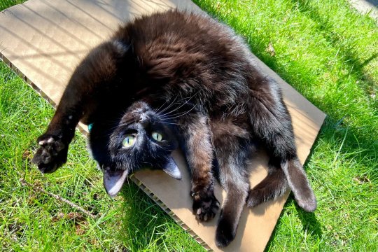 The 5 Cat Personality Types: Which Is Your Cat?