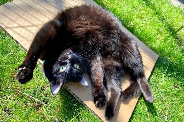 The 5 Cat Personality Types: Which Is Your Cat?