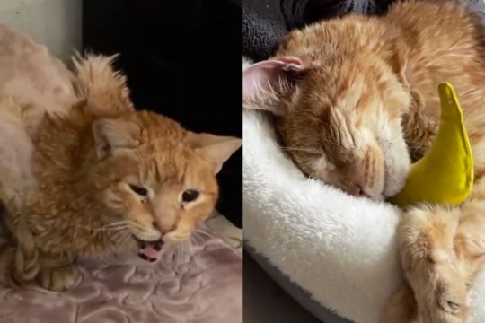 This Lonely Senior Cat Became BFFs with a Toy Banana, And It’s The Cutest.