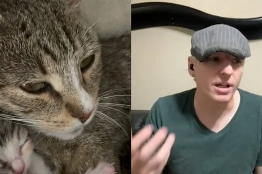 This Pregnant Stray Cat Saved A Man’s Mental Health.