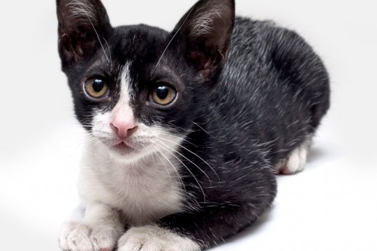 What Is Fever Coat in Cats? A Vet Explains