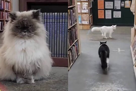 This Bookstore Run by Cats Is What Dreams Are Made Of