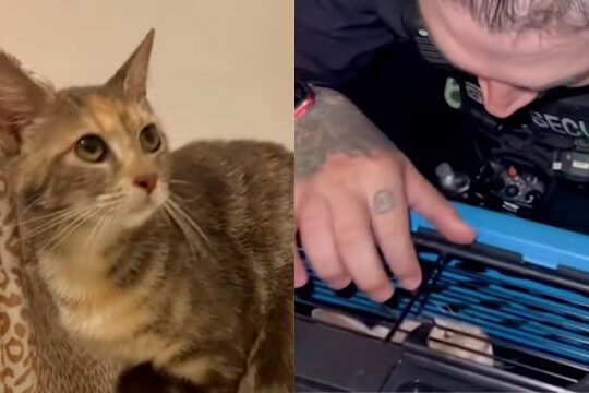 Security Guard Adopts Stray Cat That Hilariously Won’t Leave Him Alone.