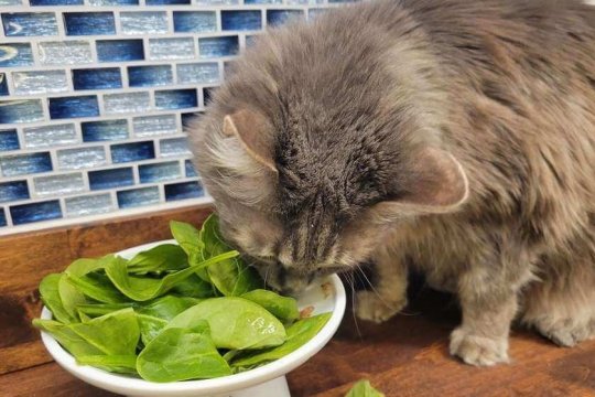Is Plant Protein Good for Cats?