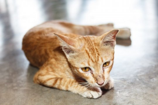 Addison's Disease in Cats: Causes, Symptoms, and Treatment