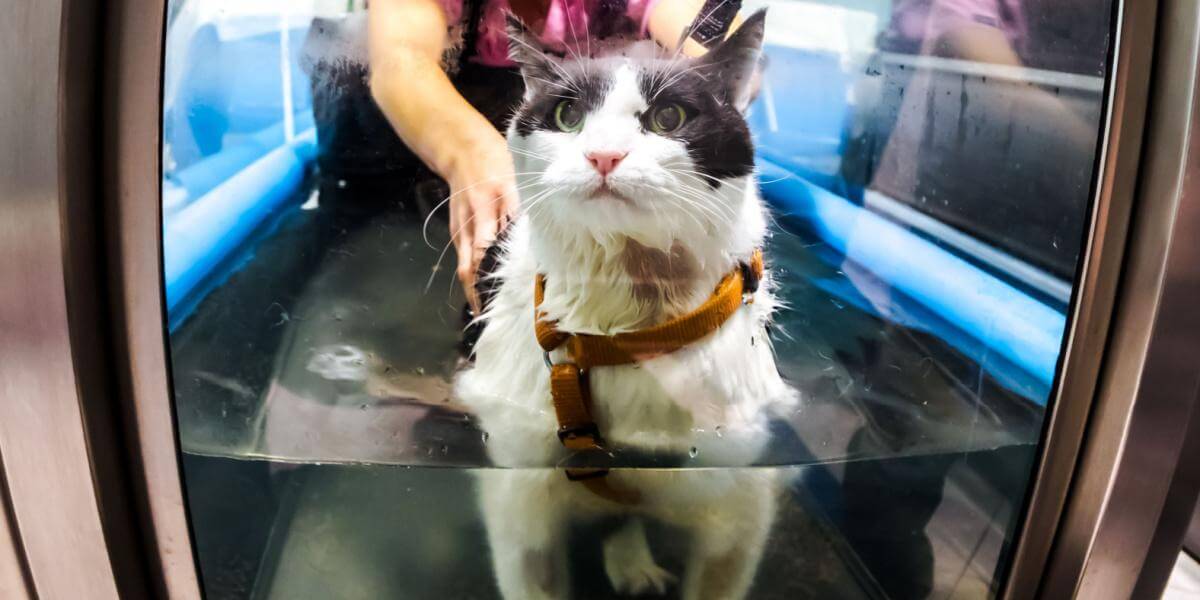 Veterinarian rehabilitation therapy to a cat on water