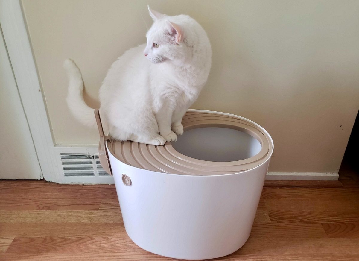 White cat sitting on lid of top-entry litter box