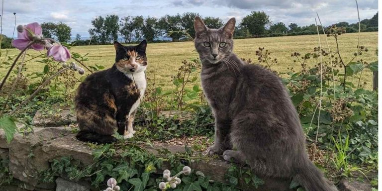 5 Ways To Keep Your Senior Cat Comfortable