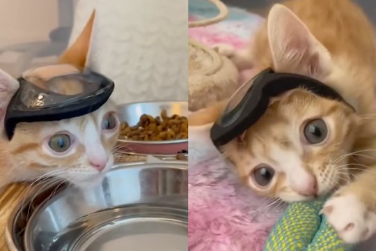 This Adorable Kitten Got a Second Chance Thanks to A Selfless Facebook Fan