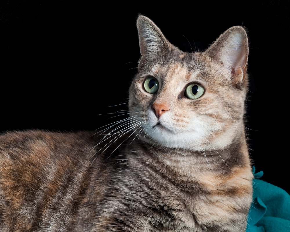 Beautiful ginger and gray tortoiseshell-tabby cat