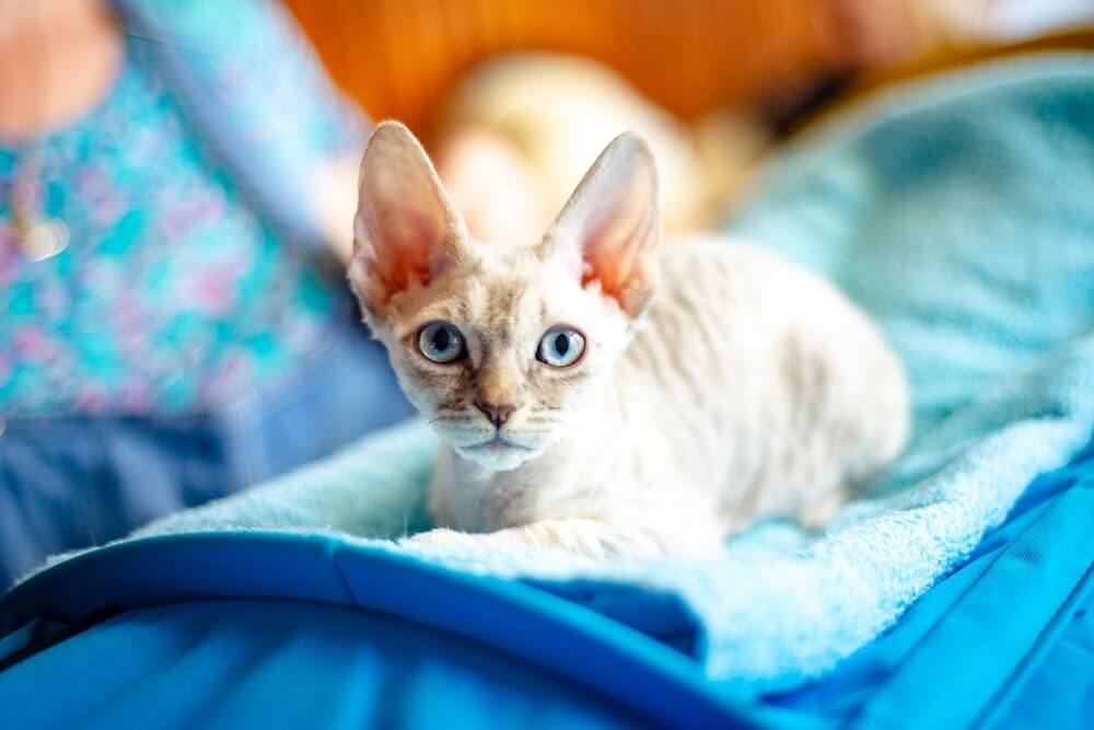 Blue-eyed cat breed German Rex