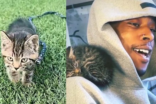 The Adorable Moment He Knew This Stray Kitten Would Be His ‘Homie’ Forever