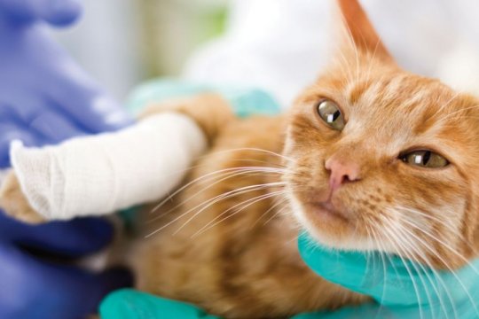 6 Tips for Maximizing Pet Insurance Benefits