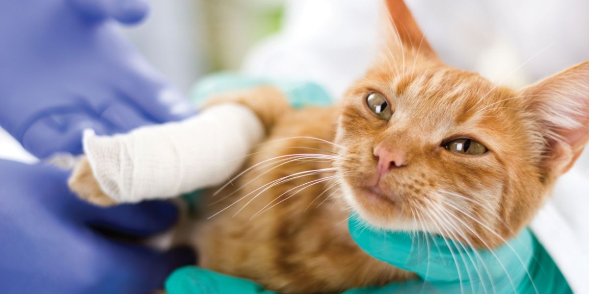 Cat lying on its left side with the lower half of its right front leg wrapped in white gauze