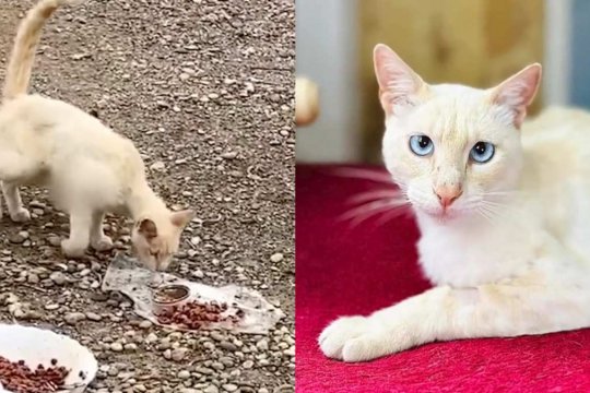 A ‘Heartbreaking’ Cry Led to This Stunning Cat Living His Best Life in Amsterdam