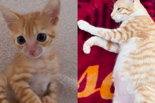 This New Cat Mom Adopted A Special Needs Kitten, and They’re Adorable Together