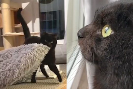 This Cat Moves His Bed Every Morning. There May Be A Medical Reason Why
