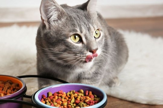 How to Implement a Rotation Diet for Cats