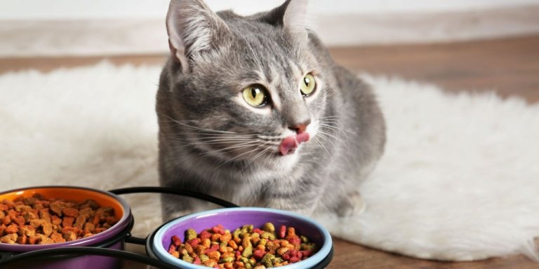 How to Implement a Rotation Diet for Cats