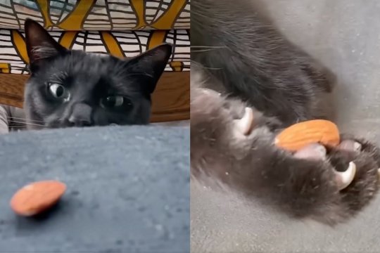 This Cat’s Love-Hate Obsession with Almonds is Hilarious