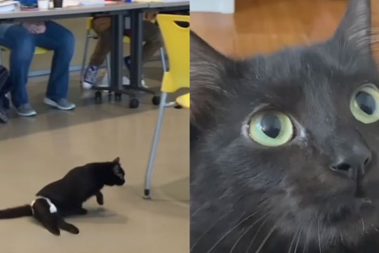 This Sassy Paralyzed Cat Travels With Her Human for Work and It’s a Delight