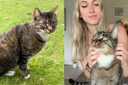 She Grappled with Amputating Her Cat’s Leg But Now Knows She Chose Wisely