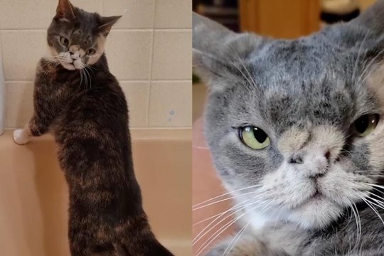Why Special Needs Kids Are Loving This ‘Diva’ Cat With a ‘Quirky’ Face